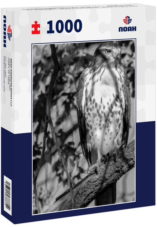 Red-Tailed Hawk - Buteo jamaicensis - Light Adult 1st Year Juvenile. Turtle River State Park, North Dakota in black white