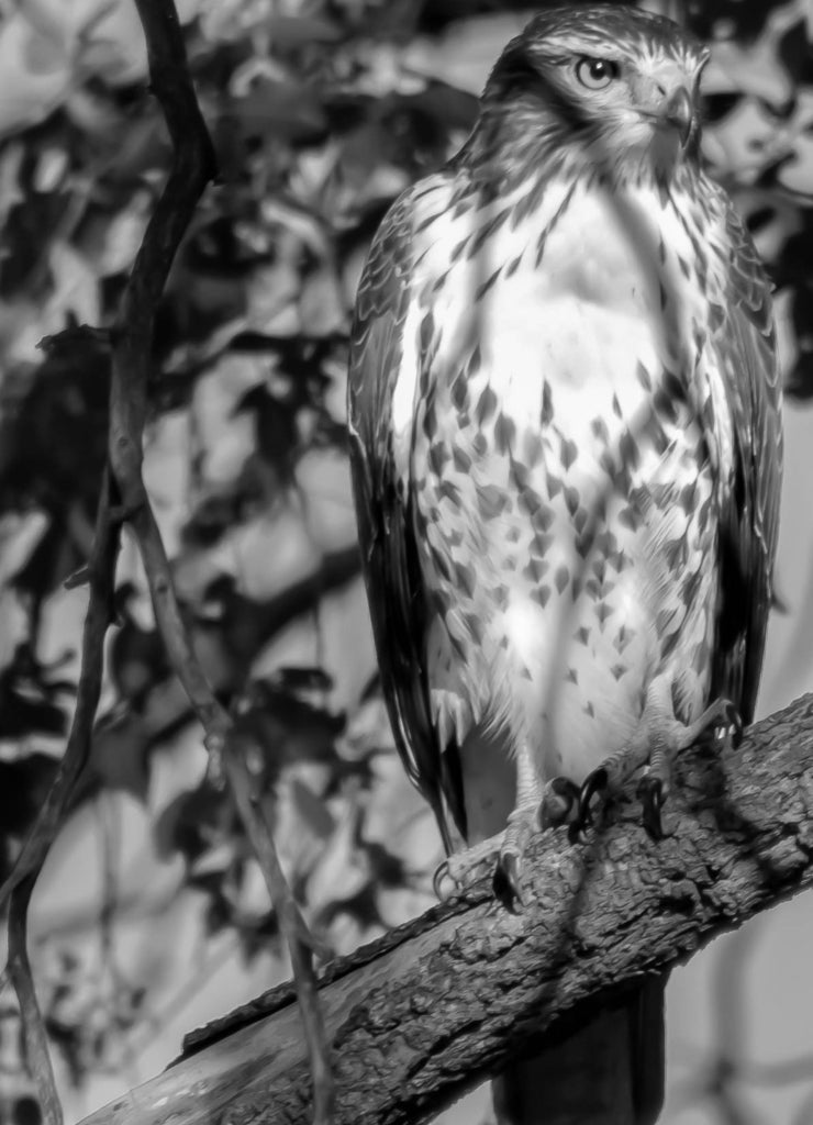 Red-Tailed Hawk - Buteo jamaicensis - Light Adult 1st Year Juvenile. Turtle River State Park, North Dakota in black white