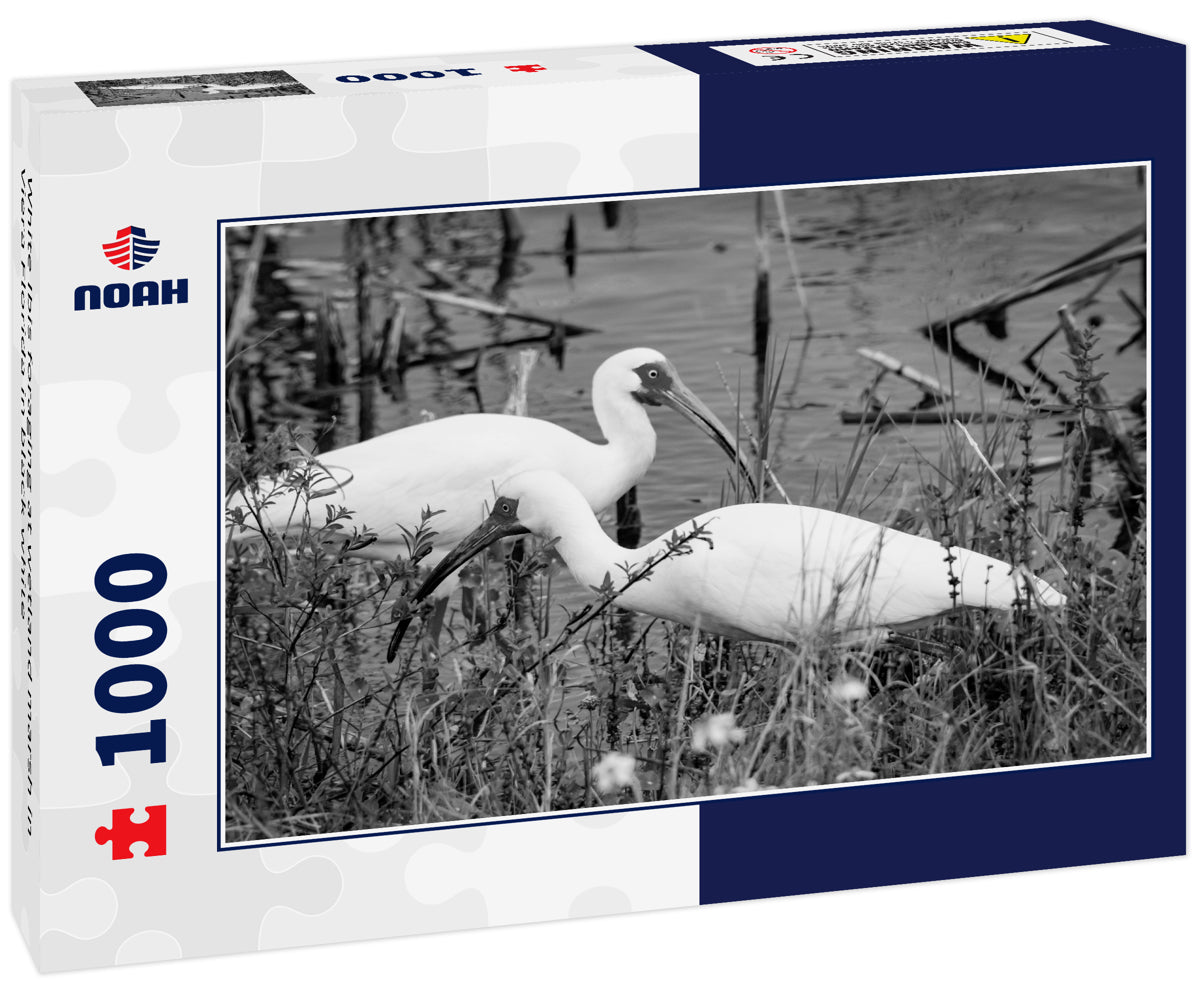 White Ibis foraging at wetland marsh in Viera Florida in black white