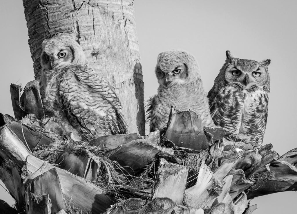 Great Horned Owl Owlets Fledging in Scottsdale Palm Tree Nest, Arizona in black white