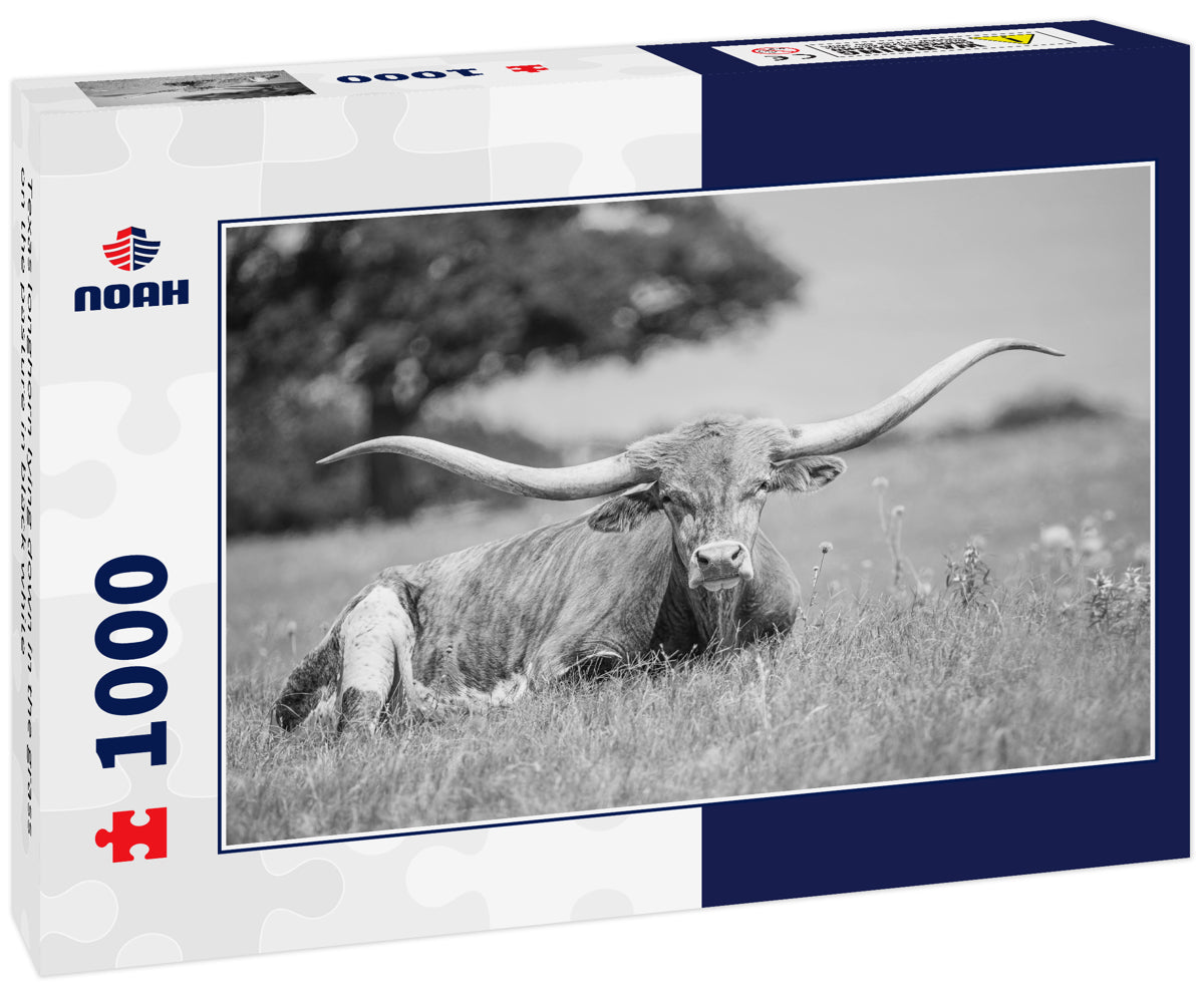 Texas longhorn lying down in the grass on the pasture in black white