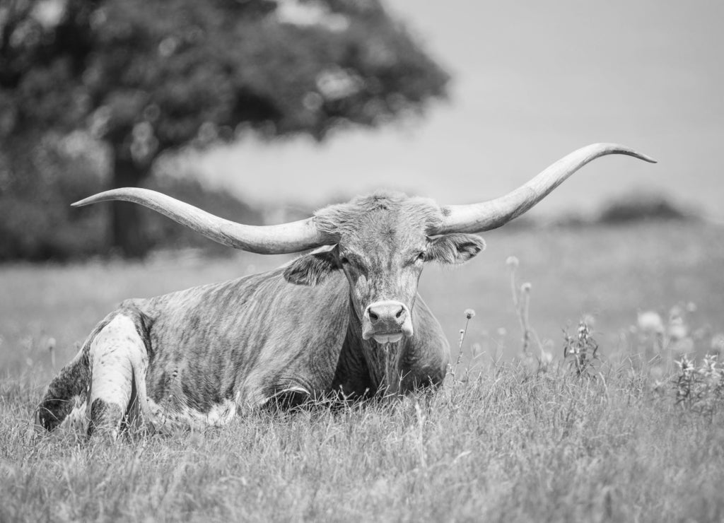 Texas longhorn lying down in the grass on the pasture in black white