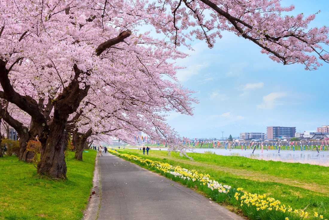 Full Bloom Cherryblossom Sakura at Kitakami Tenshochi Park in Kitakami, Iwate, Japan 2000pc Puzzle