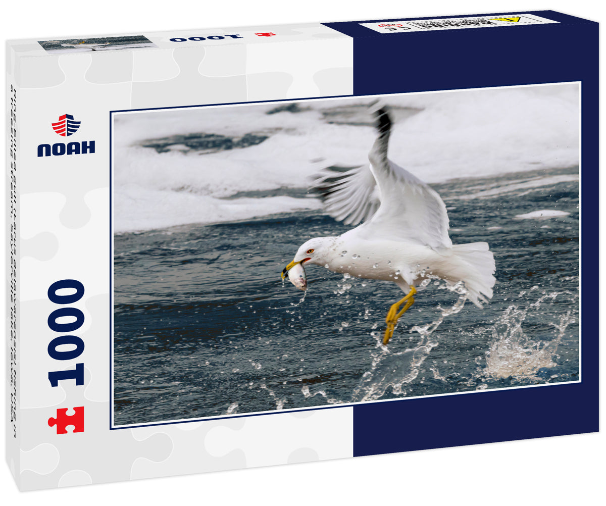 Ring-billed gull (Larus delawarensis) fishing in a freezing stream, Saylorville lake, Iowa, USA