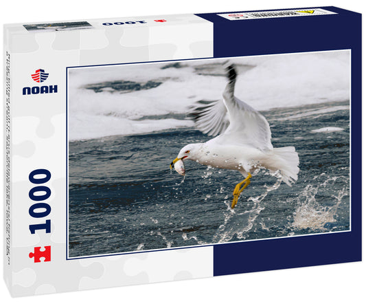 Ring-billed gull (Larus delawarensis) fishing in a freezing stream, Saylorville lake, Iowa, USA