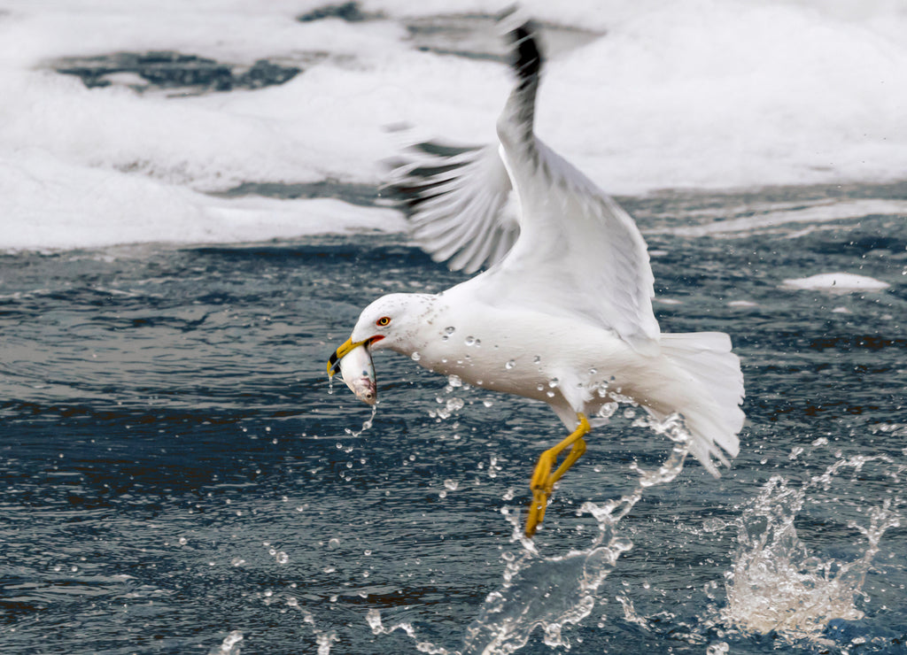Ring-billed gull (Larus delawarensis) fishing in a freezing stream, Saylorville lake, Iowa, USA