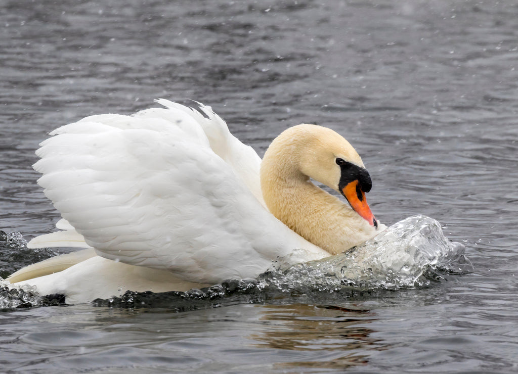 Mute swan (Cygnus olor) under snowfall in aggressive posture, Ames, Iowa, USA