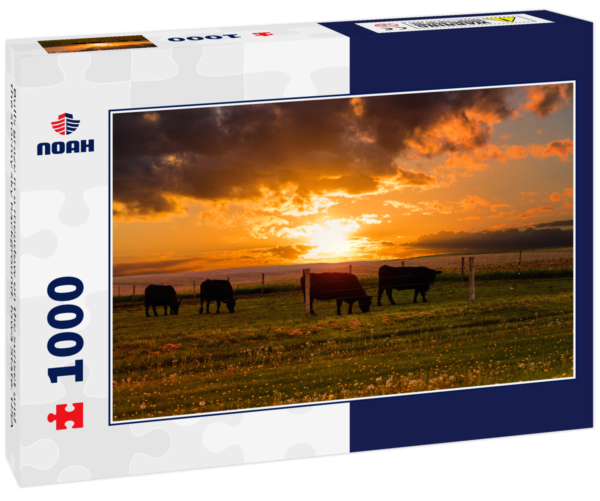 Bulls graze in a meadow on the sunset and the stormy sky background. Iowa State. USA