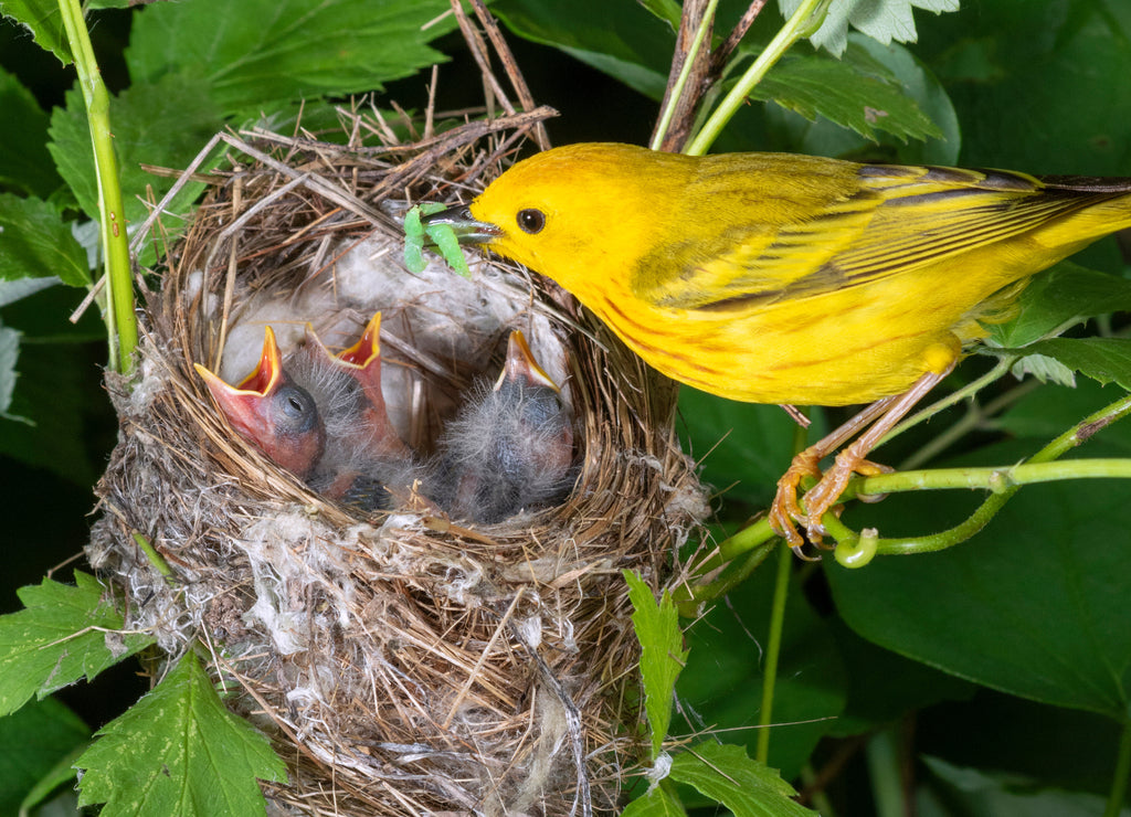 Yellow warbler (Setophaga petechia) male feeding nestlings in the nest, Iowa, USA