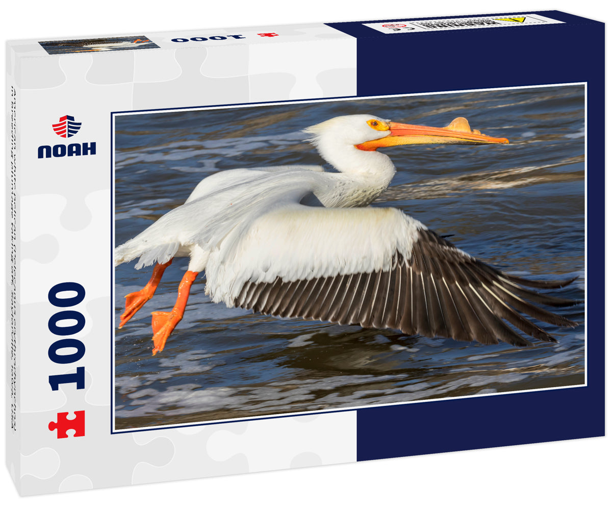 American white pelican (Pelecanus erythrorhynchos) in breeding plumage taking off, Saylorville, Iowa, USA