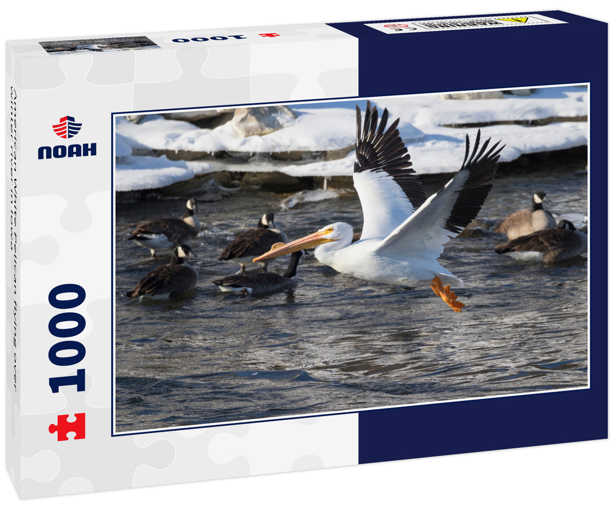 American White Pelican flying over winter river in Iowa