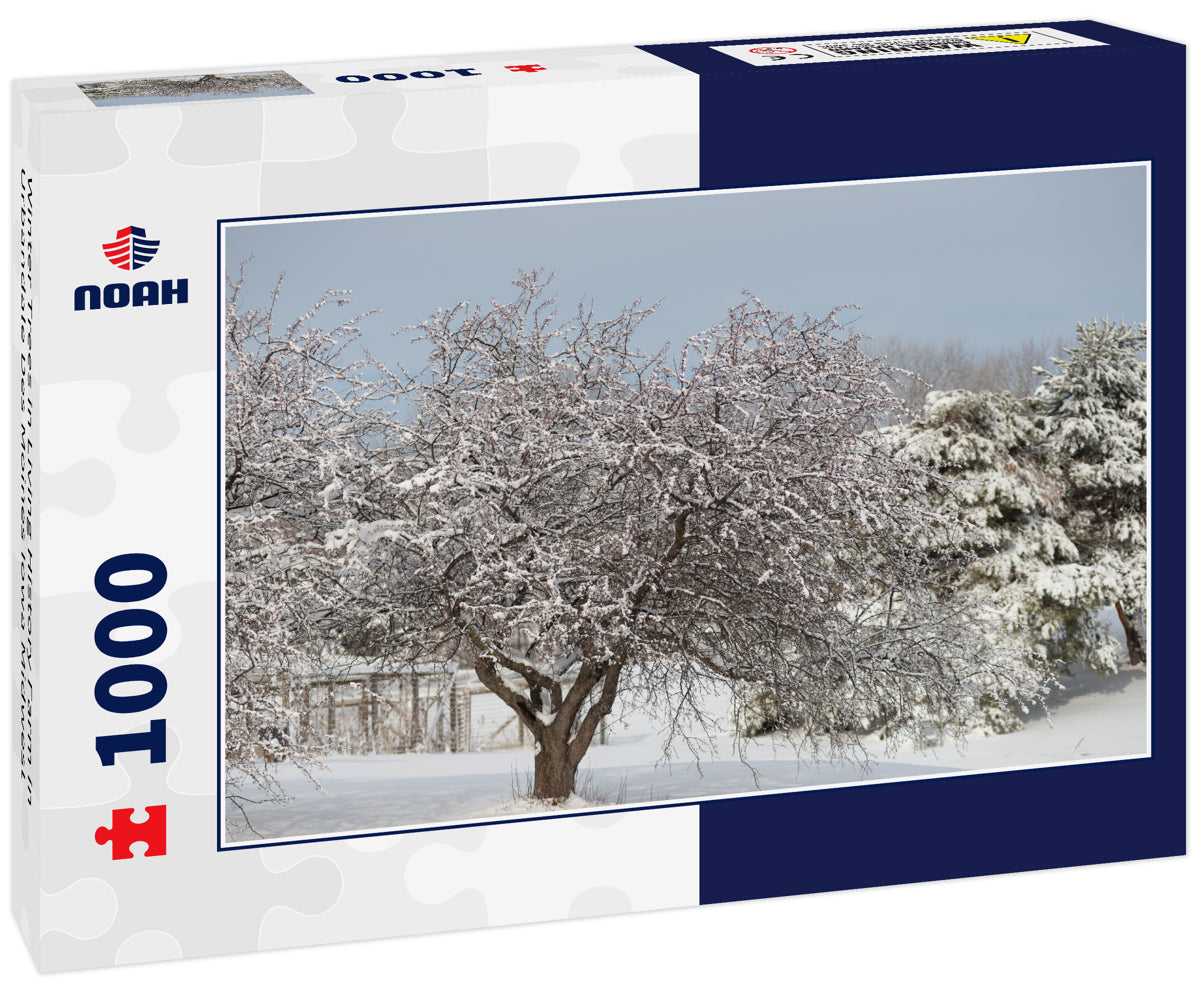 Winter Trees in Living History Farm in Urbandale Des Moines Iowa Midwest