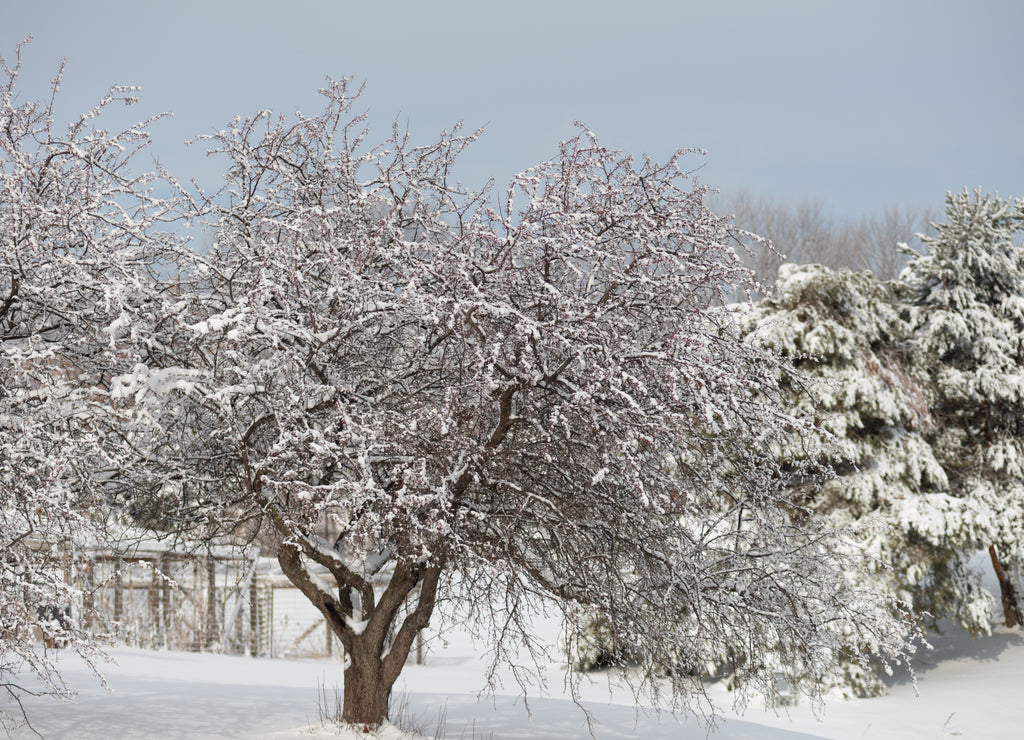 Winter Trees in Living History Farm in Urbandale Des Moines Iowa Midwest