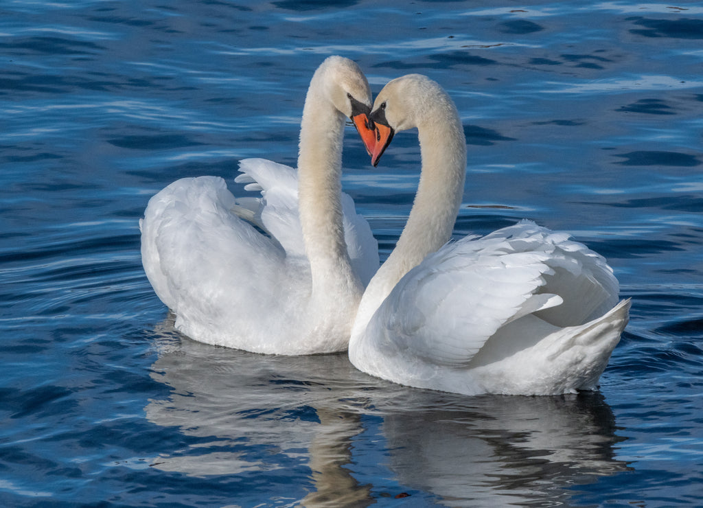 Pair of mute swans, Huron river, Michigan