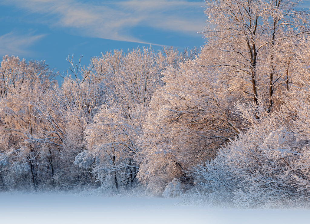 Winter landscape of a snow flocked forest at sunrise, Fort Custer State Park, Michigan, USA