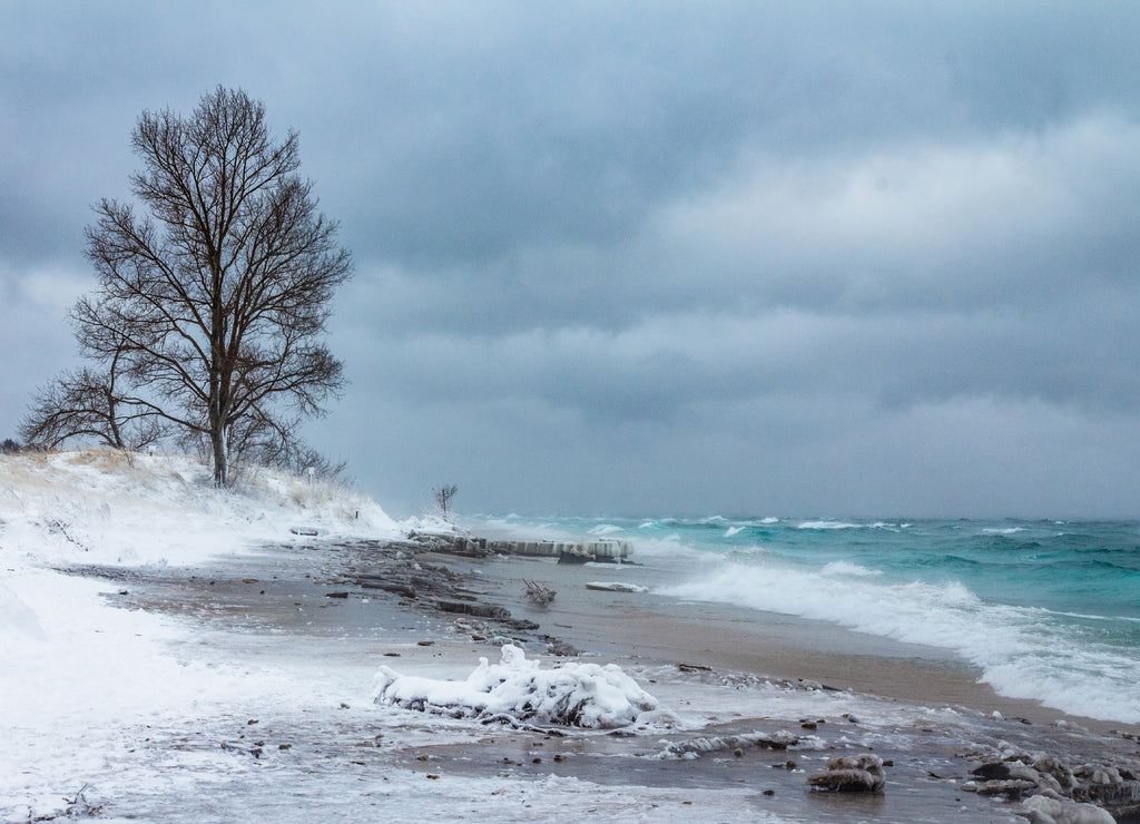 Lone tree braving the icy winter storm near point betsie light house, Benzie county Michigan