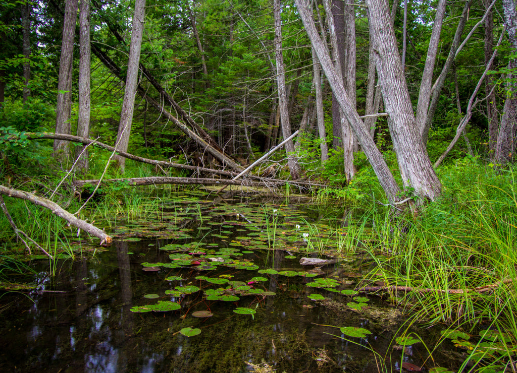 Ancient Forest Landscape. Cedar trees line a remote swamp wetlands with lily pads and lotus flowers floating on the surface of the water in Hartwick Pines State Park near Grayling, Michigan