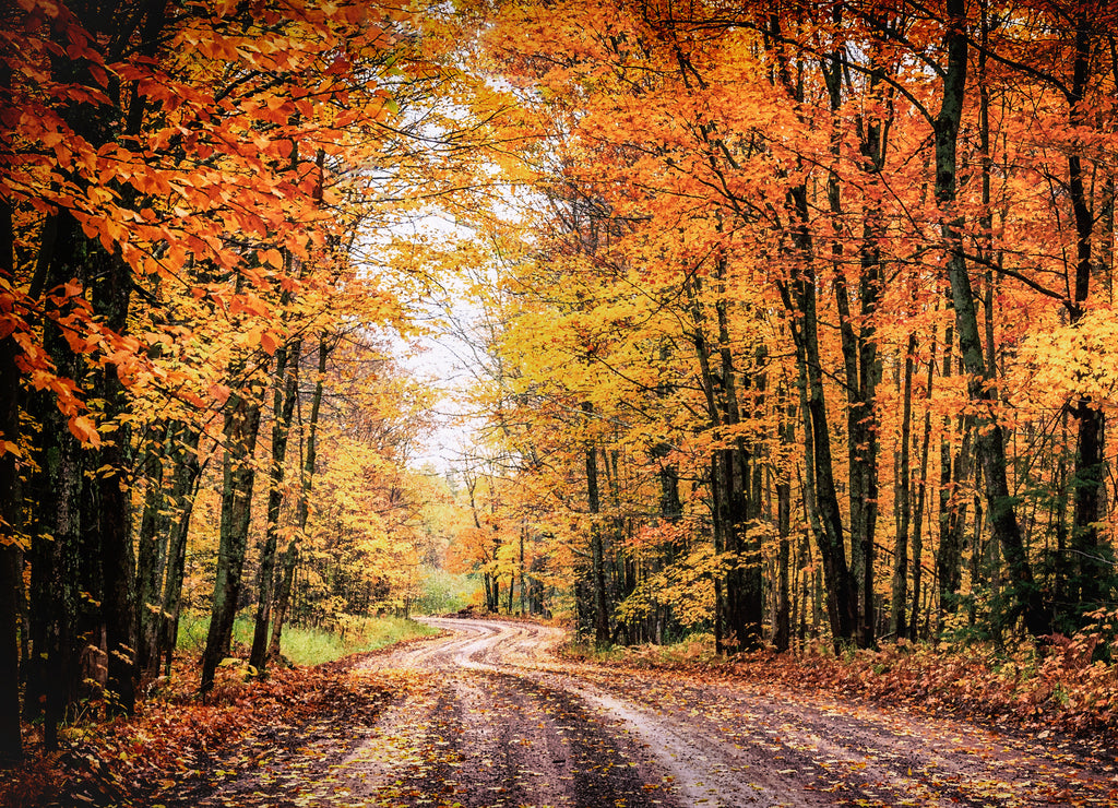 Forest Drive in Autumn. The Covered Road in Houghton County, Michigan. Seasonal background with copy space