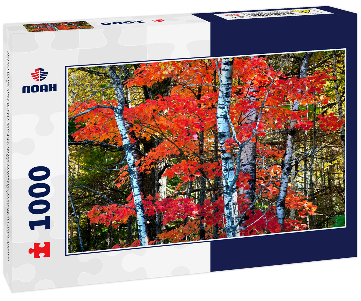 Morning light on birch and maple trees in fall color near Crystal Falls in Michigan's Upper Peninsula