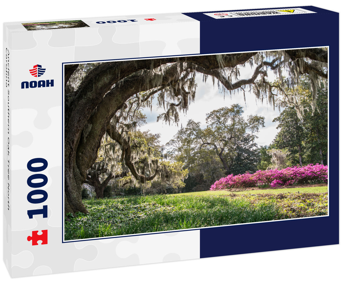 Ancient Southern Oak Tree North Carolina