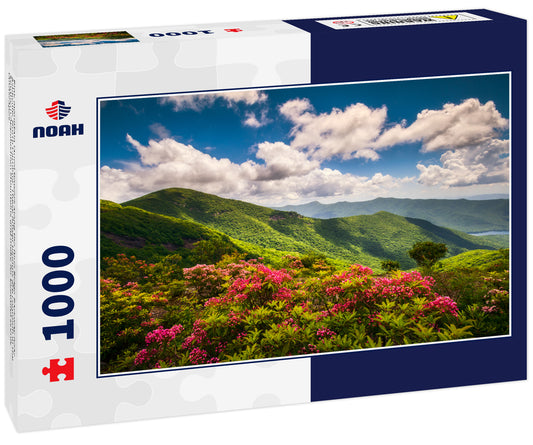 Pink mountain laurel flowers along the Blue Ridge Parkway near Asheville, North Carolina. These flower blooms are common in the Southern Appalachian Mountains and make for beautiful scenic landscapes