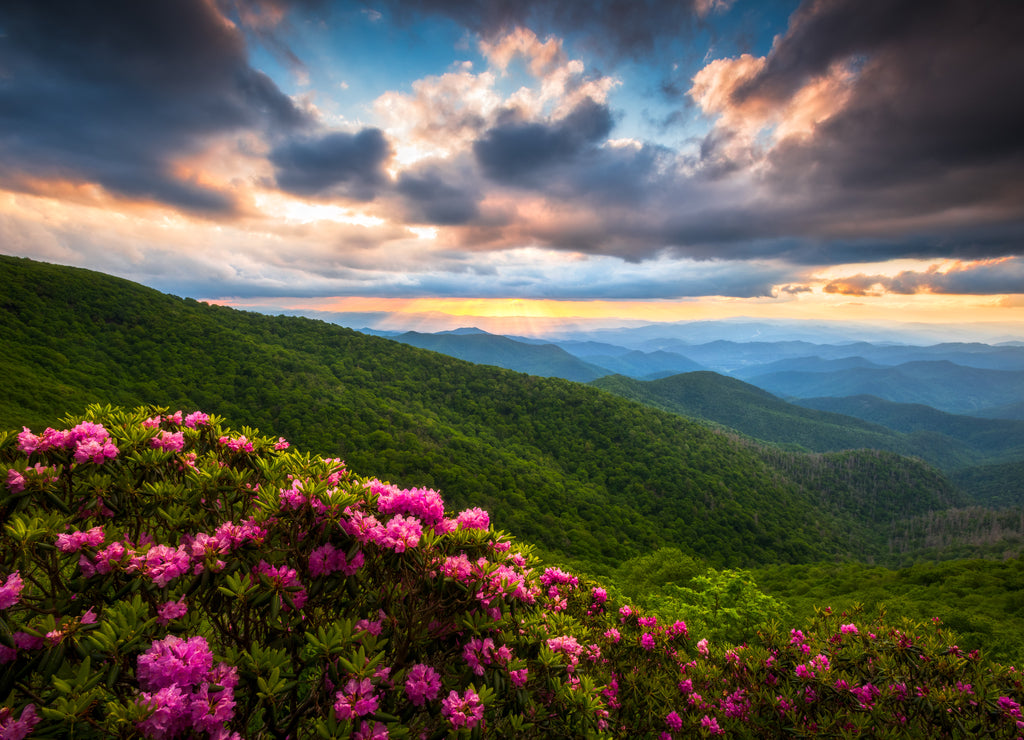 Summer blooms in the Appalachian mountains under a sunset sky near Craggy Gardens along the Blue Ridge Parkway above Asheville, North Carolina in the scenic Southern Appalachians
