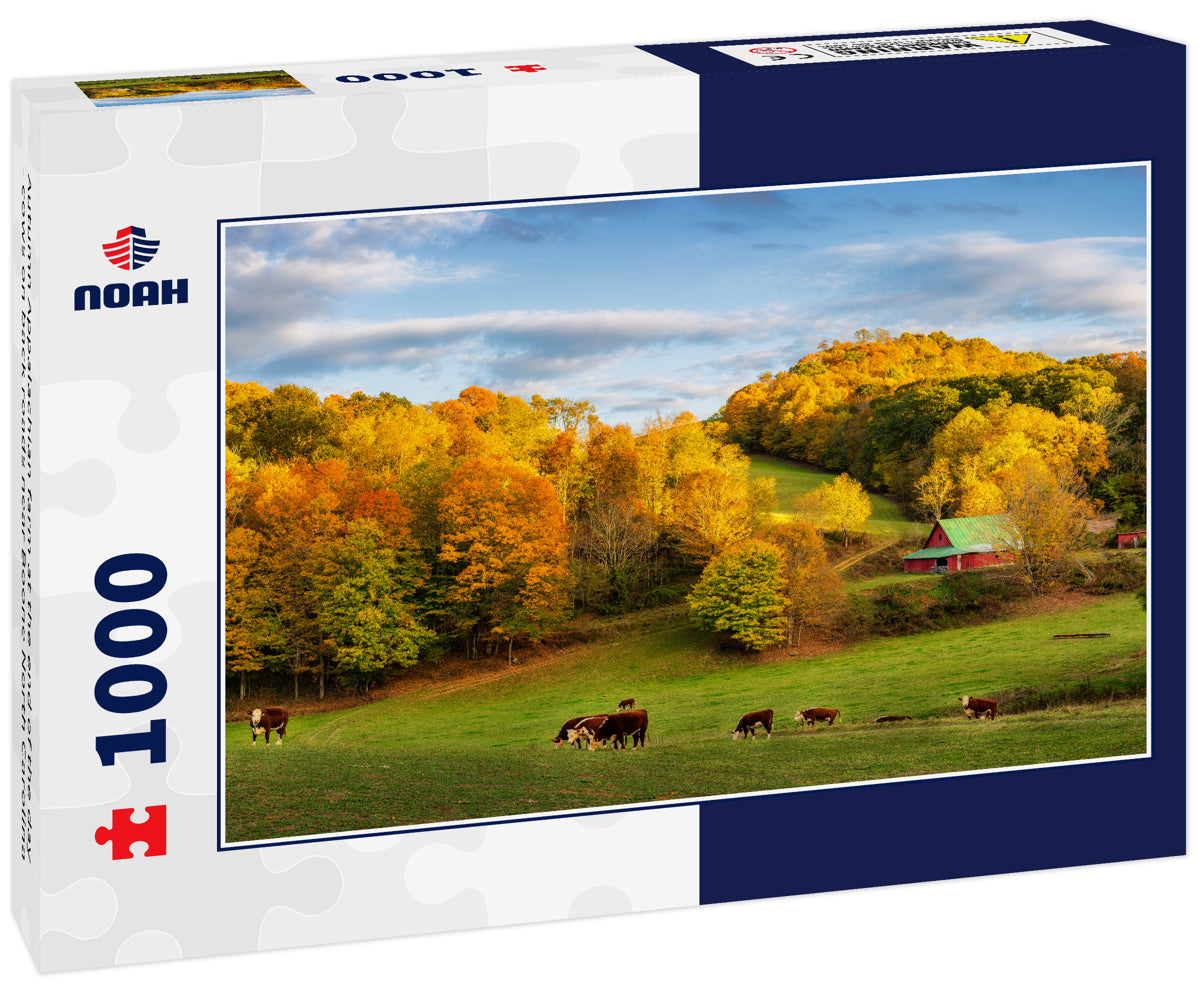 Autumn Appalachian farm at the end of the day - cows on back roads near Boone North Carolina