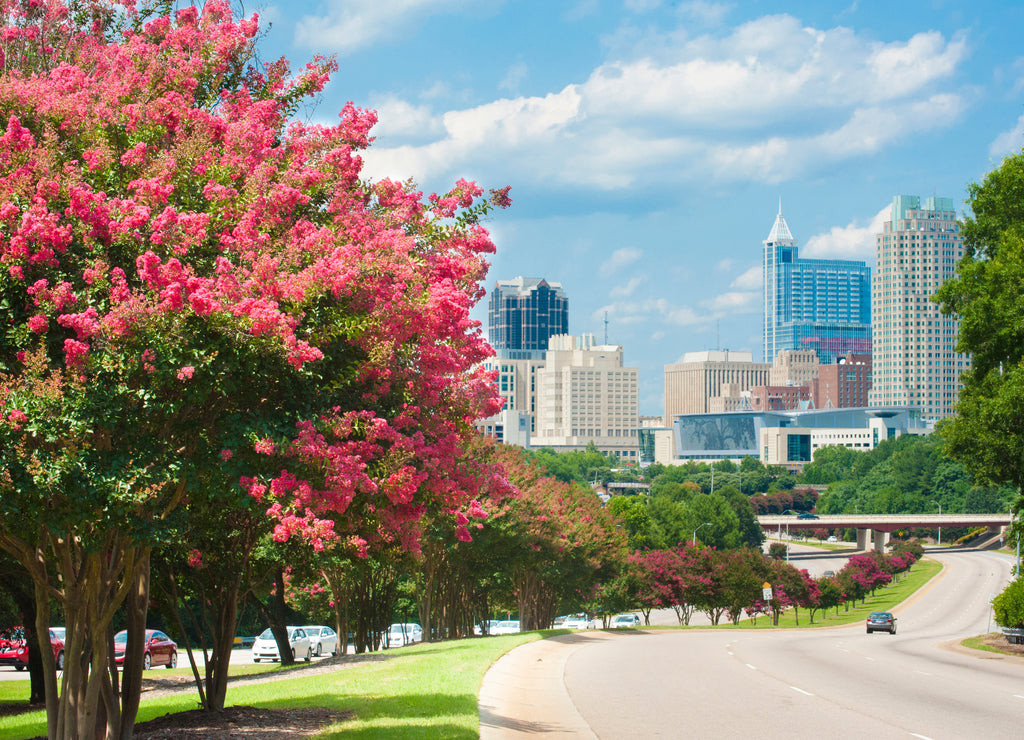 Raleigh skyline in the summer with crepe myrtle trees in bloom  North Carolina