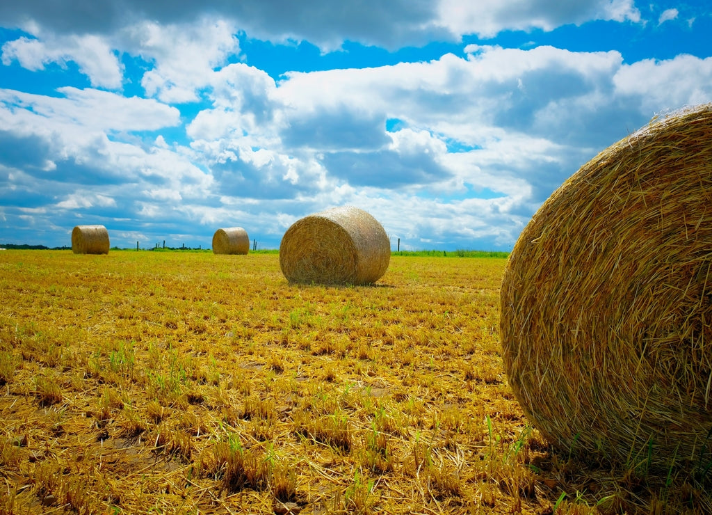 Puffy clouds litter the sky above a freshly cut winter wheat field with bales of straw scattered on the land. Raleigh, North Carolina