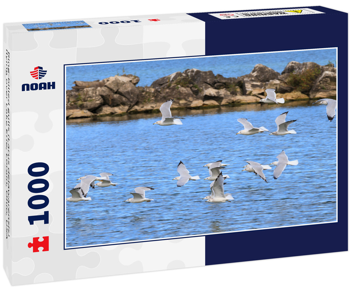 Ring-billed gulls (Larus delawarensis) flying over Lake Erie, Lorain, Ohio, USA