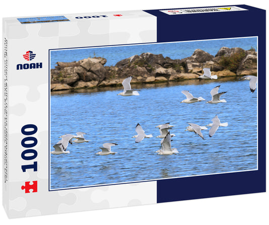 Ring-billed gulls (Larus delawarensis) flying over Lake Erie, Lorain, Ohio, USA