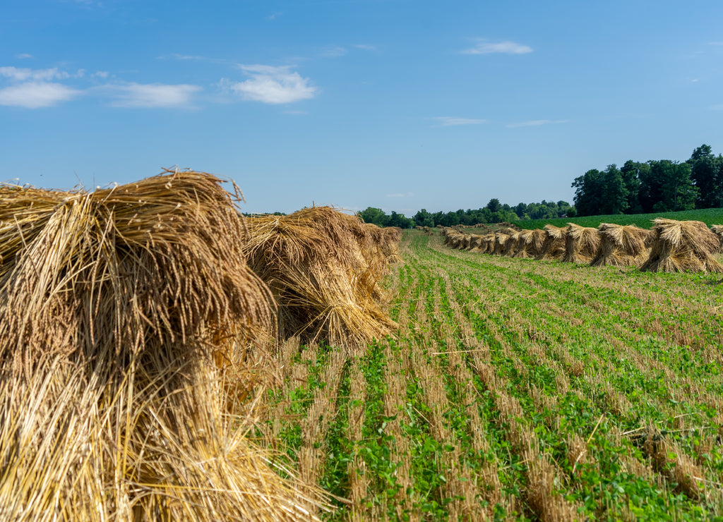 Amish / mennonite wheat / barley bails of straw waiting to be thrashed. Marco and close up photographs. Holmes County Ohio. Mid summer harvest of winter wheat