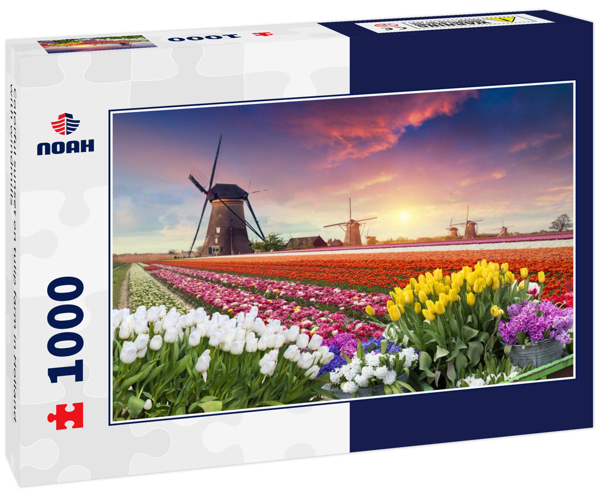 Colorful sunset on tulip farm in Holland with windmills