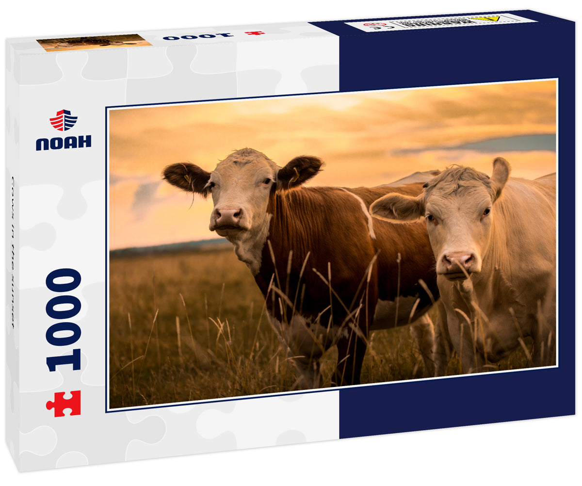 Cows in the sunset