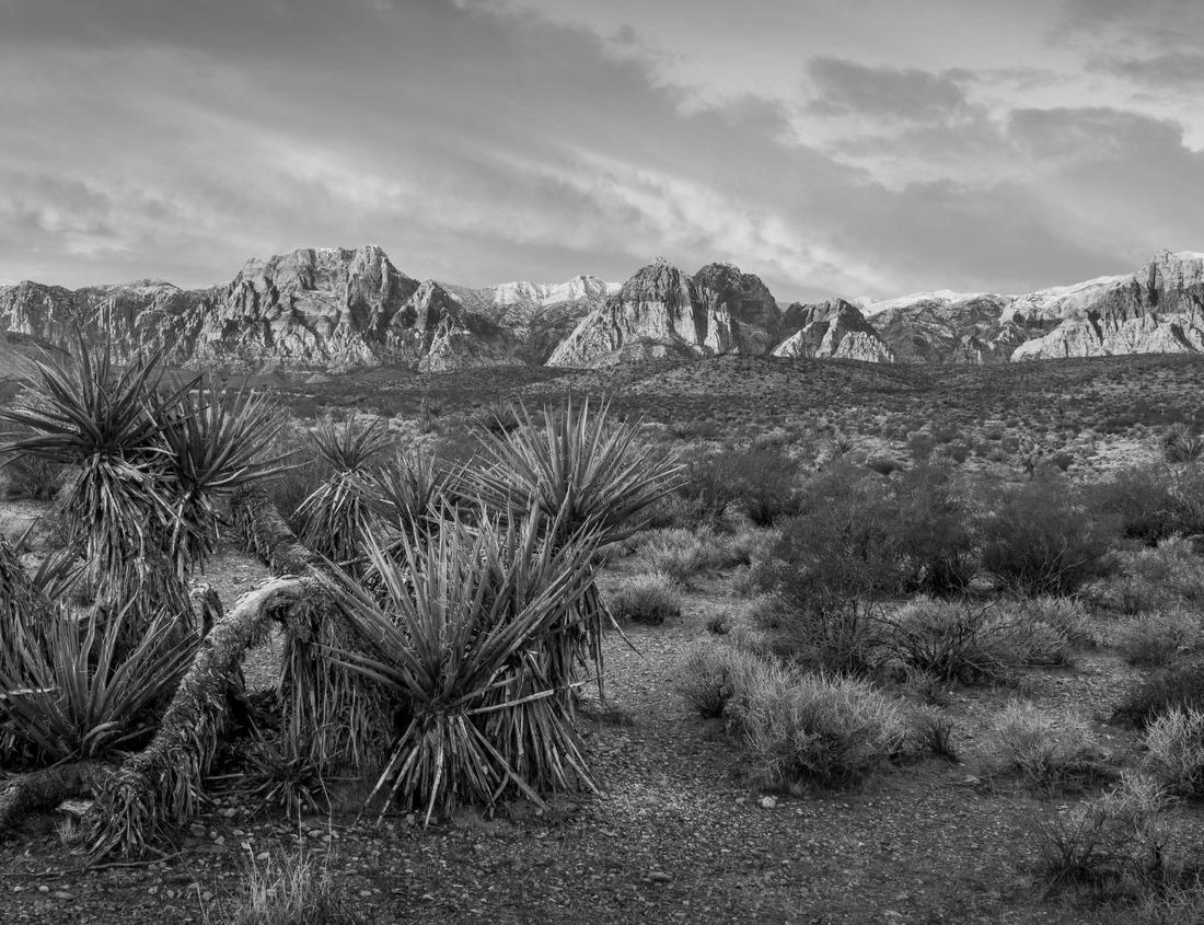 Noah Jigsaw Puzzle English Garden, Munich, Bavaria, Germany in black white 1000 pieces