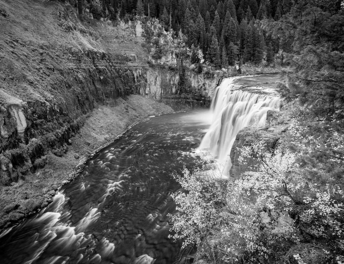 Noah Jigsaw Puzzle Swans and Signets at Abbotsbury Swannery in black white 1000 pieces