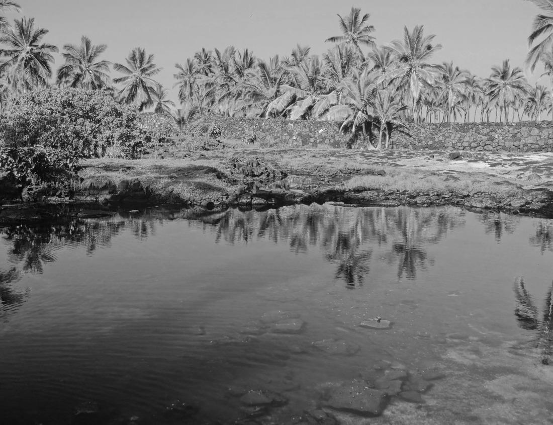 Noah Jigsaw Puzzle A spectacular view of the night sky in Alaska, featuring a vibrant, swirling display of the Aurora Borealis above a distant mountain range in black white 1000 pieces