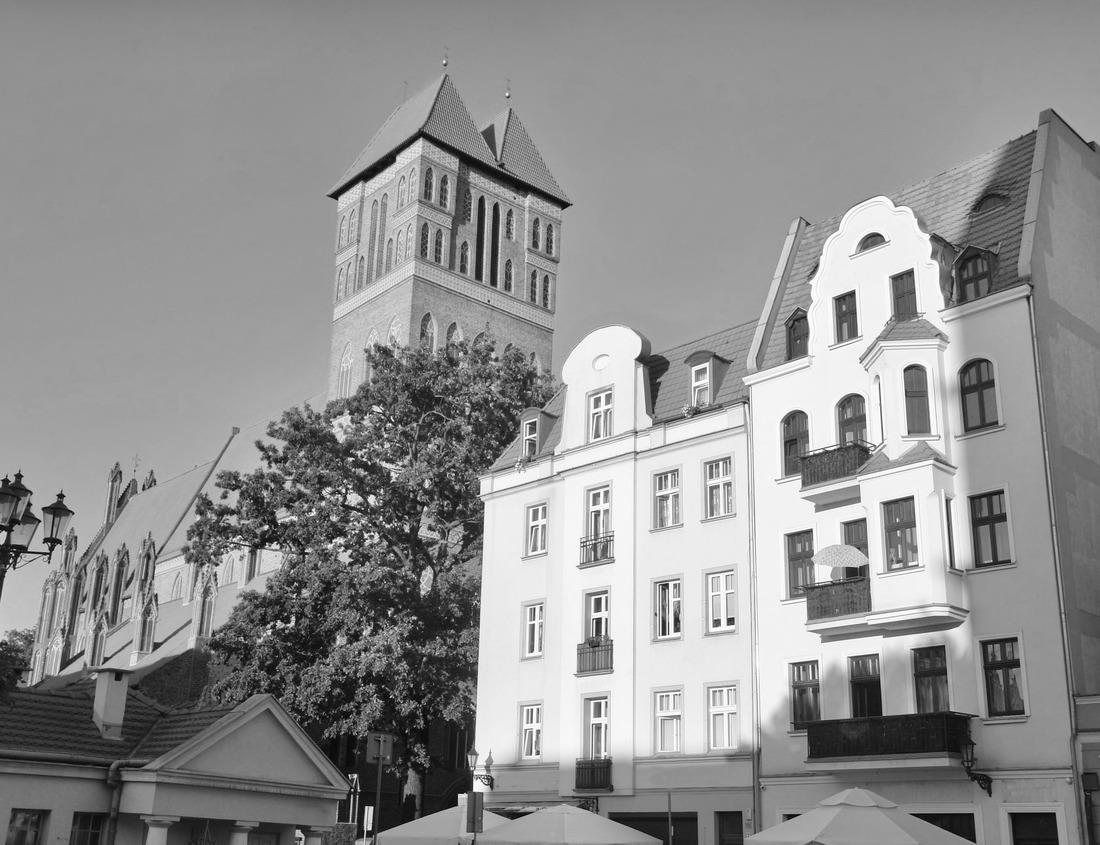 Noah Jigsaw Puzzle Maasai Giraffe (Giraffa tippelskirchi) and Umbrella Tree in Serengeti National Park, Tanzania, East Africa in black white 1000 pieces