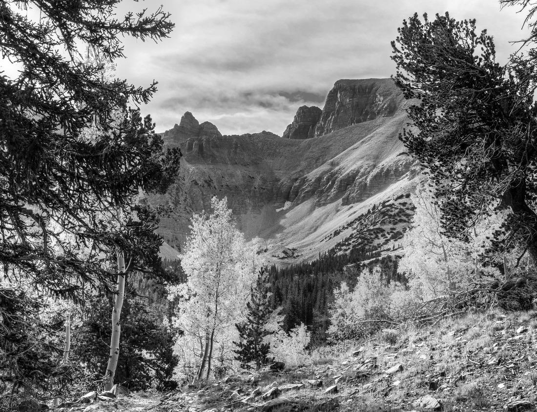 Noah Jigsaw Puzzle Lynmouth Forest, Exmoor National Park in black white 1000 pieces