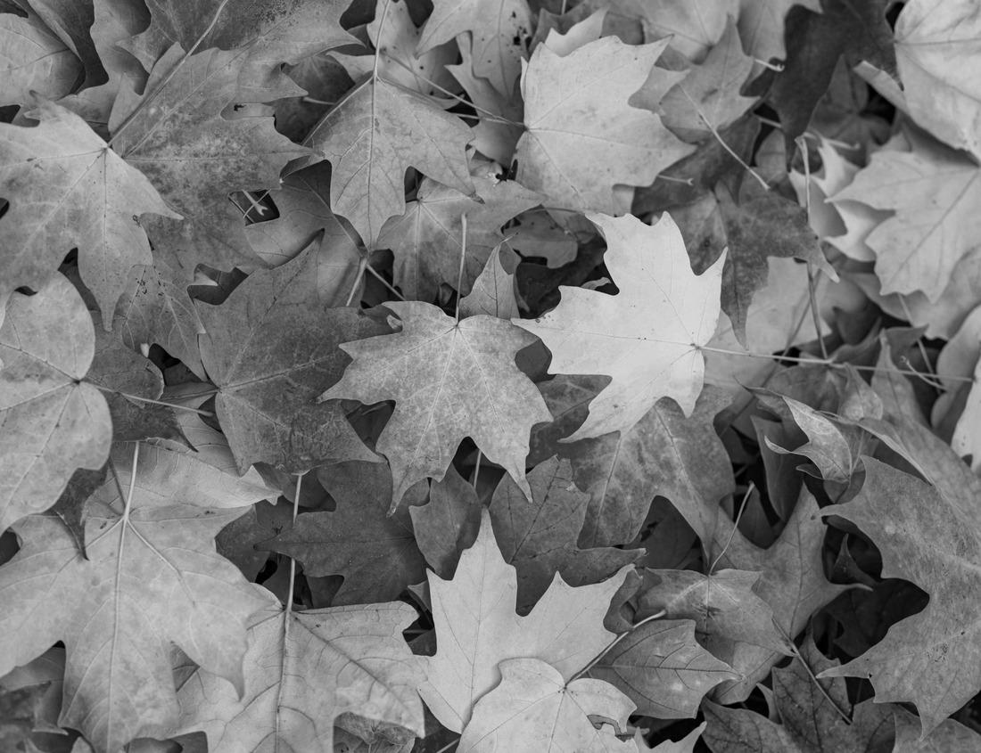 Noah Jigsaw Puzzle Trunk of Sequoia Tree Surrounded by Green Ferns. Sequoia national Park with old huge Sequoia trees like redwoods in beautiful landscape. Old redwood in Sequoia National Park in black white 1000 pieces