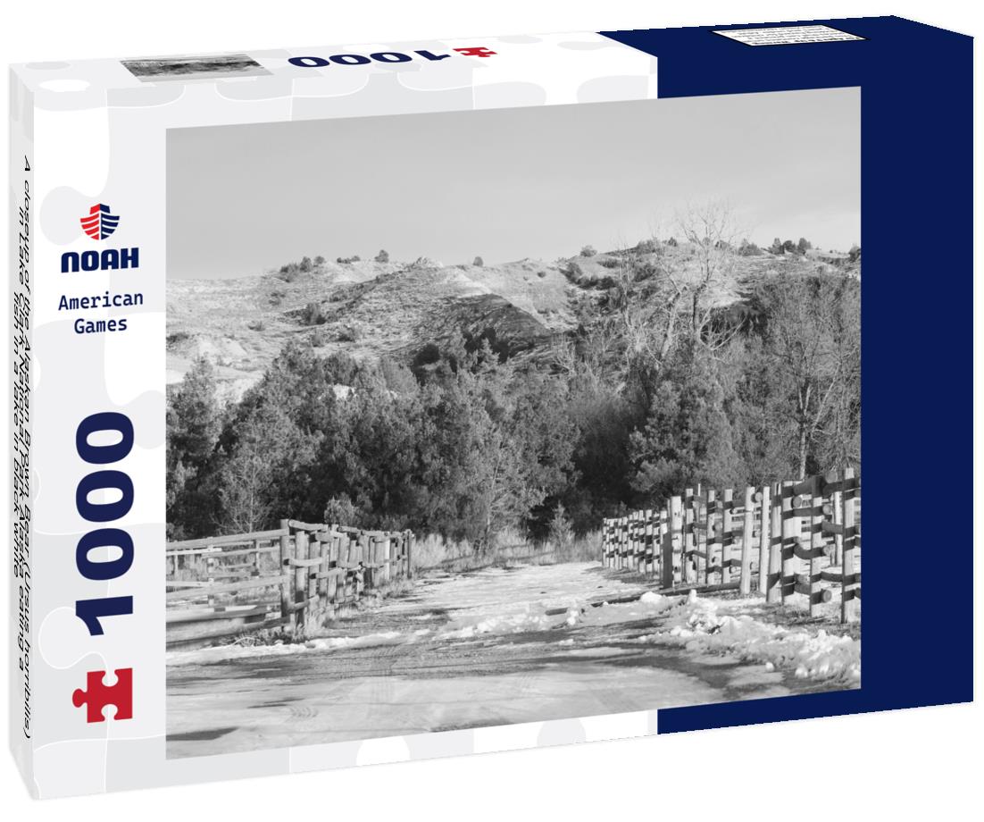 Noah Jigsaw Puzzle A closeup of the Alaskan Brown Bear (Ursus horribilis) in Lake Clark National Park Alaska eating a fish in a lake in black white 1000 pieces