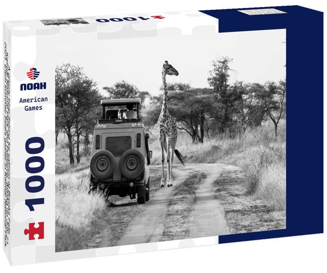 Noah Jigsaw Puzzle A grizzly bear fishing for salmon at Brooks Falls, Katmai National Park and Preserve, Alaska on July 21, 2023. Each summer bears gather in Katmai National Park to feed on the abundance of salmon in black white 1000 pieces