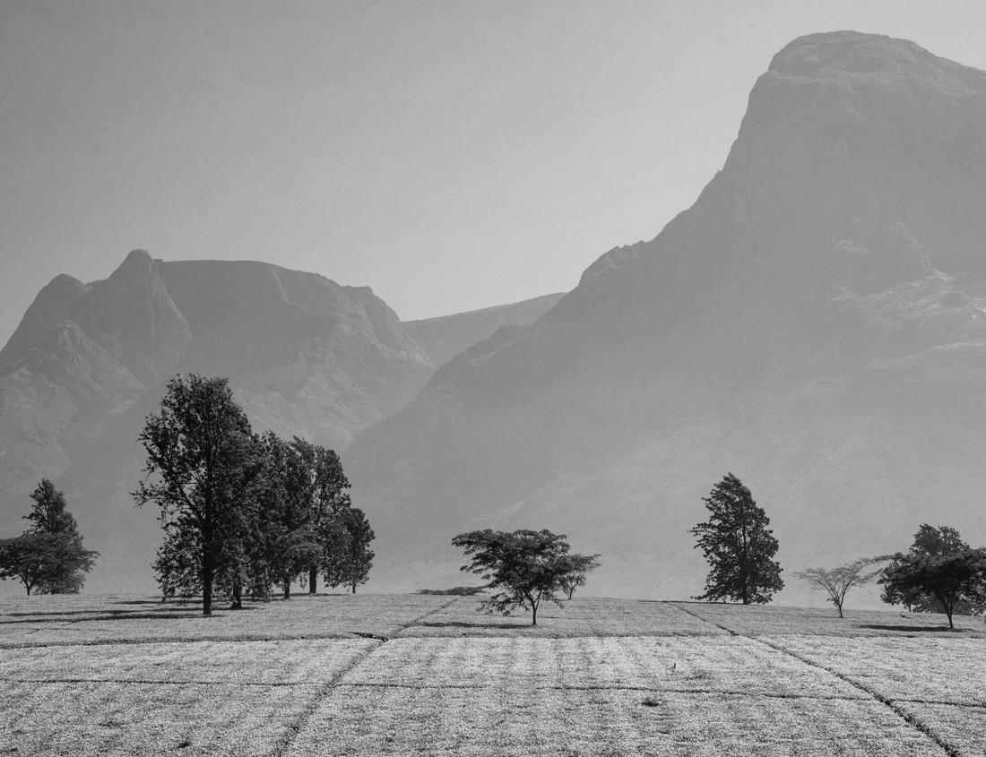 Noah Jigsaw Puzzle Desert trail in Joshua Tree National Park California in black white 1000 pieces