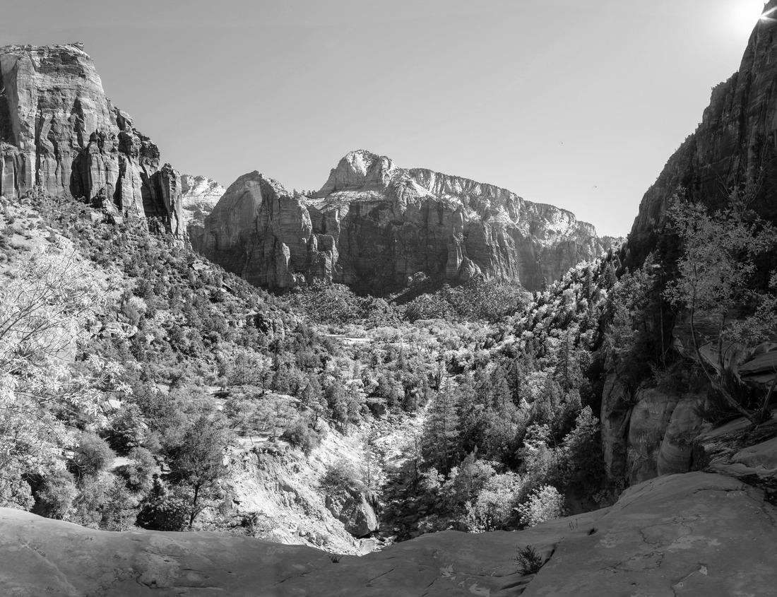 Noah Jigsaw Puzzle colorful tulip field in the Netherlands in the flower bulb region at sunset, white tulips at sunset in the Noordoostpolder in the Netherlands in black white 1000 pieces
