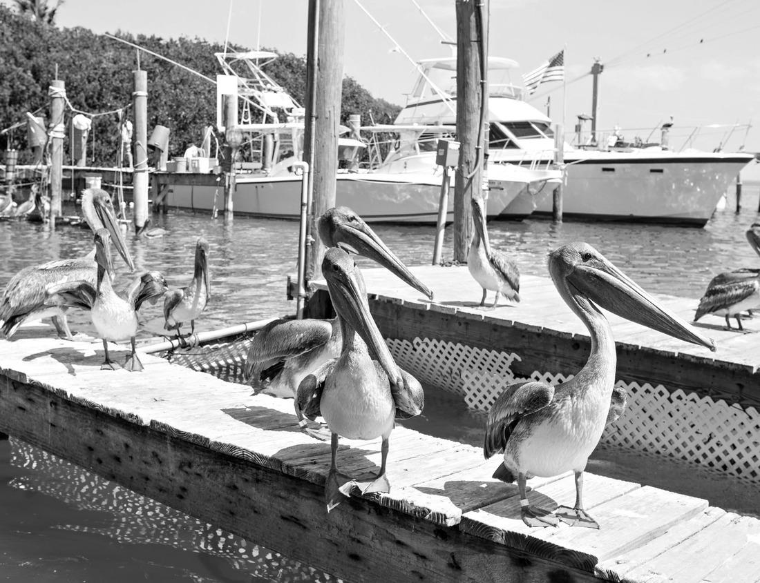 Noah Jigsaw Puzzle Iolani Palace in Honolulu, Hawaii, USA in black white 1000 pieces