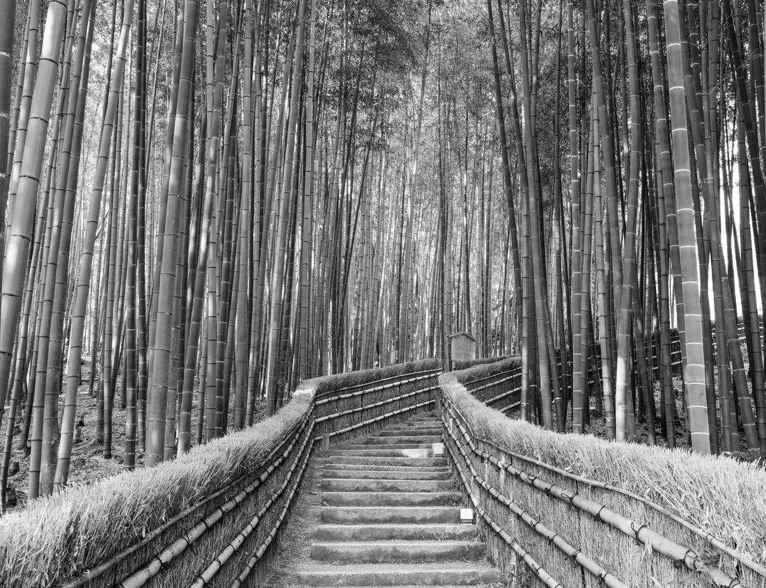 Noah Jigsaw Puzzle Kissimmee Florida Adventure lake in black white 1000 pieces