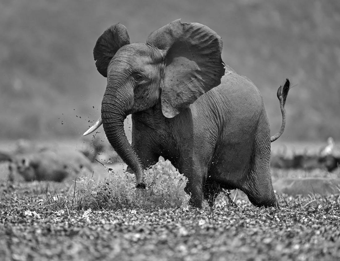 Noah Jigsaw Puzzle Lake Louise, Banff National Park, UNESCO World Heritage, Alberta, Canada in black white 1000 pieces