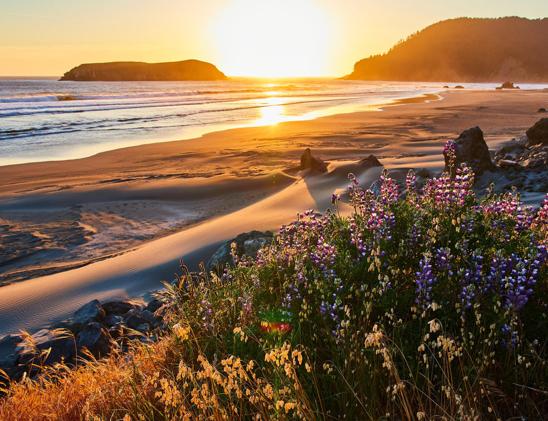 Noah Jigsaw Puzzle Golden Sunset Over Wildflower Beach at Meyers Creek Beach Oregon 1000 pieces