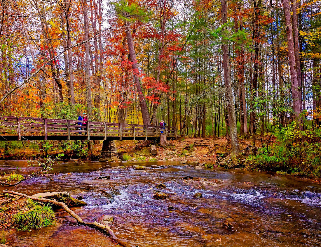 Noah Jigsaw Puzzle Fall foliage adds splashes of color at the trailhead to Abrams Falls in Cades Cove at Great Smoky Mountains National Park in Tennessee 1000 pieces