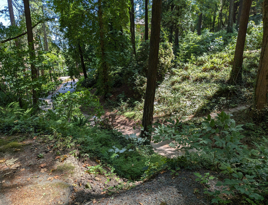 Noah Jigsaw Puzzle Washington Park in Oregon. Landscape of forest and vegetation in the park 1000 pieces